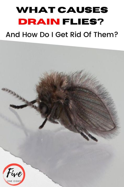 Drain Flies, They Always Come Back, Get Rid Of Flies, My Bathroom, Come Back, Drain, Need To Know