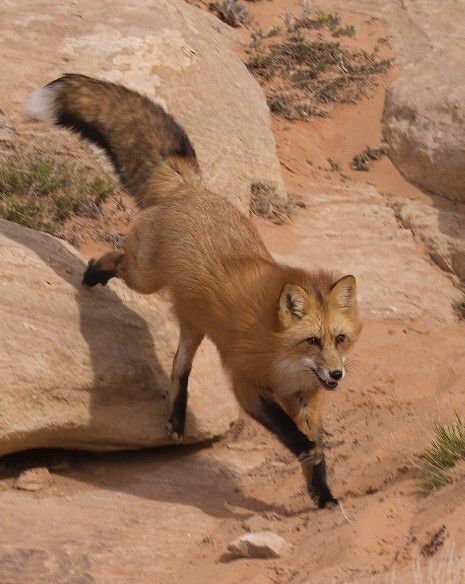 Red Fox (Vulpes vulpes) North America Fox Reference, Animals In Action, Vulpes Vulpes, Desert Fox, Fox Pictures, Fox Spirit, Animal Study, Pet Fox, Cat Pose