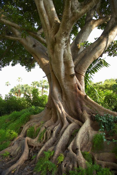 About Mulberry Roots Causing Foundation Problems | Hunker Weird Trees, Matka Natura, Ficus Tree, Bodhi Tree, Mulberry Tree, Old Tree, Old Trees, Unique Trees, Tree Roots