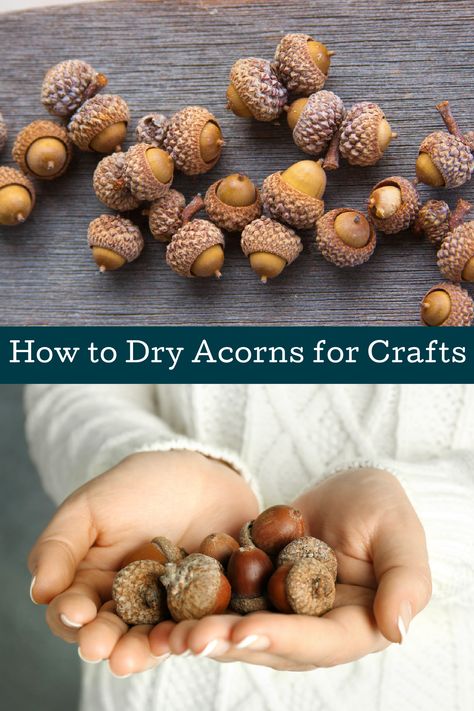 Are you ready for autumn? Learn how to dry acorns for your fall projects! Prevent worms and find out how to preserve the acorns for decor. Acorn Jewelry Diy Ideas, How To Prepare Acorns For Crafts, Fall Decor With Acorns, Drying Acorns For Crafts, Acorn Earrings Diy, How To Dry Acorns For Crafts, Preparing Acorns For Crafts, How To Make Becorns, Diy Acorn Ornaments