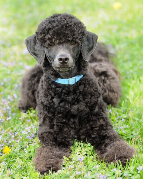 Vinnie. Poodle Photography, Poodle Hairstyles, Standard Poodle Grooming, Standard Poodle Haircuts, Toy Poodle Haircut, Teddy Bear Poodle, Poodle Haircuts, Clean Ears, Poodle Haircut Styles