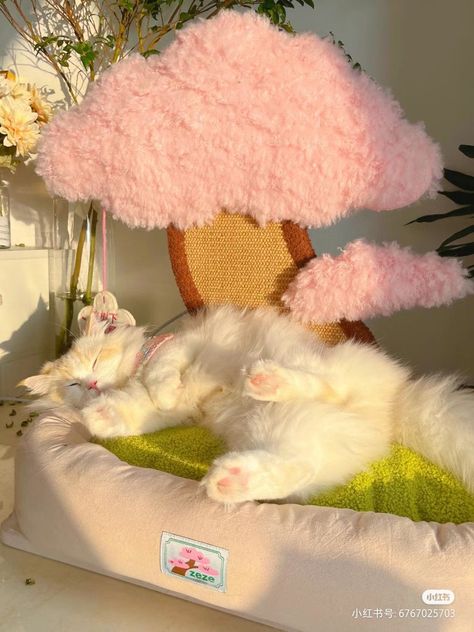 Cat Beds Aesthetic, Birthday Sanrio, Cat Room Decor, Cat Area, Cats Stuff, Cat Images, Cat Hacks, Cat Cushion, Angry Cat