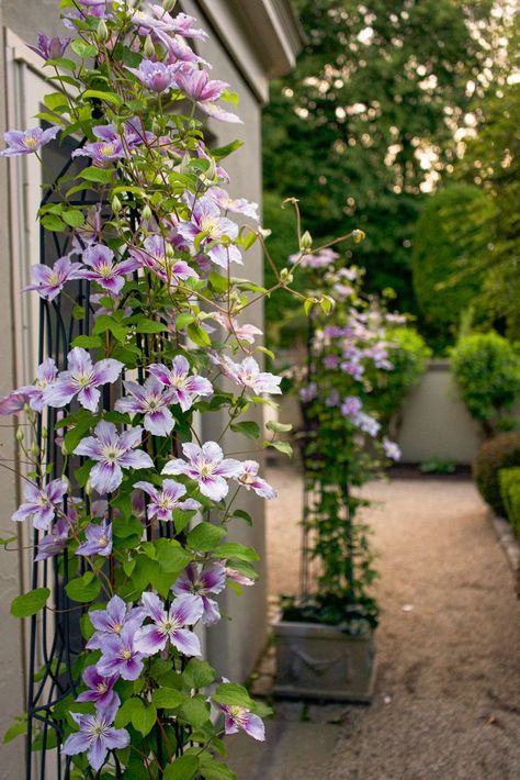 Clematis Piilu, Clematis Trellis, Courtyard Patio, Garden Archway, Parterre Garden, White Flower Arrangements, Patio Pool, Hidden Garden, Garden Arbor