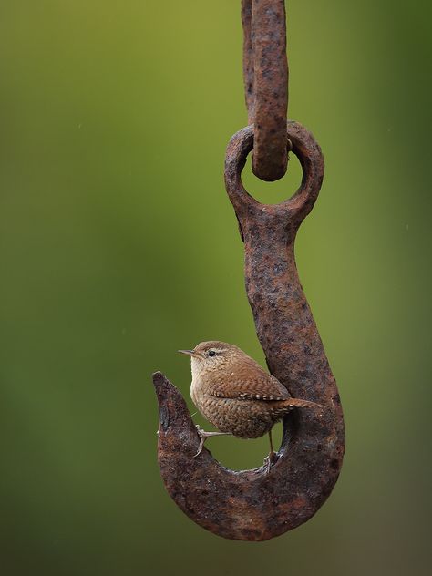 Rusted Metal, Airbrush Art, Bird Pictures, Pretty Birds, Bird Photo, Cute Birds, Little Birds, Small Birds, Bird Photography