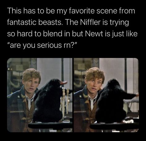 Fantastic Beasts Memes Funny, The Fantastic Beasts Aesthetic, Fantastic Beasts Funny, Harry Potter And The Cursed Child Fanart, Fantastic Beasts Aesthetic, Newt Scamander Fan Art, Harry Potter Beasts, Fantastic Beasts Hogwarts, Fantasic Beasts