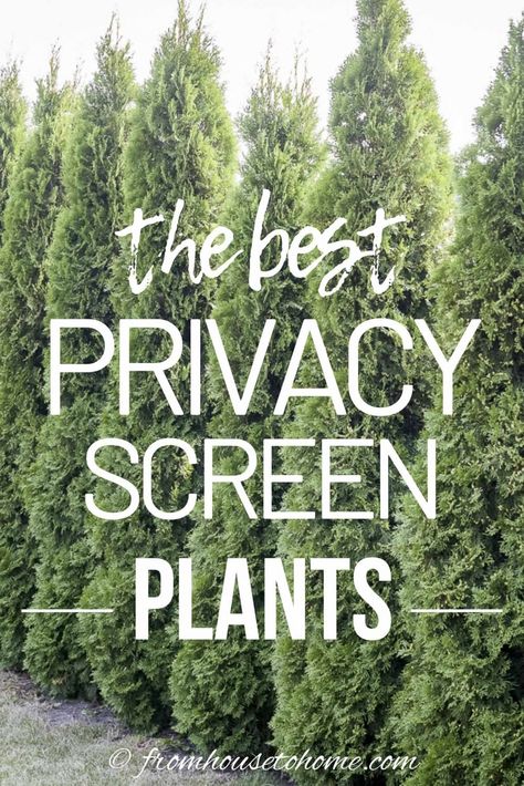 Lattice Privacy Fence, Privacy Screen Plants, Natural Privacy Fences, Backyard Privacy Ideas, Privacy Landscaping Backyard, Acnh Yard, Backyard Privacy Screen, Yard Privacy, Privacy Ideas