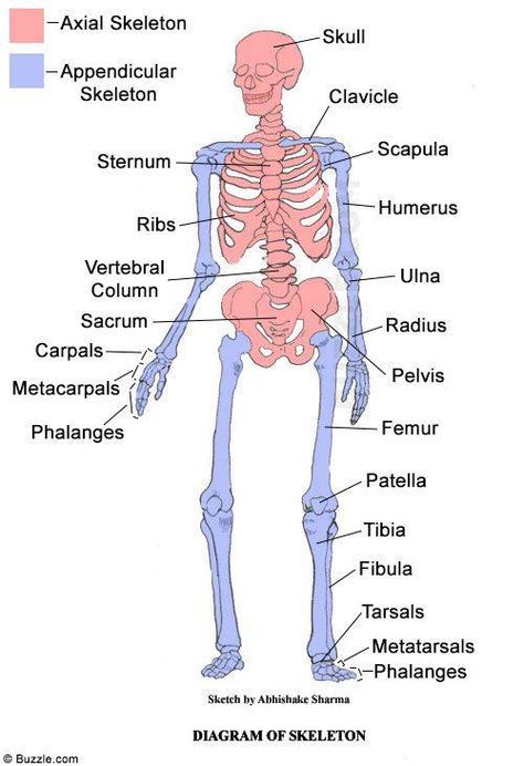 axial appendicular skeleton Human Skeletal System Anatomy, Skeletal System Anchor Chart, Axial Skeleton Anatomy, Appendicular Skeleton, Skeletal System Anatomy, 206 Bones, Human Body System, Axial Skeleton, Human Skeletal System