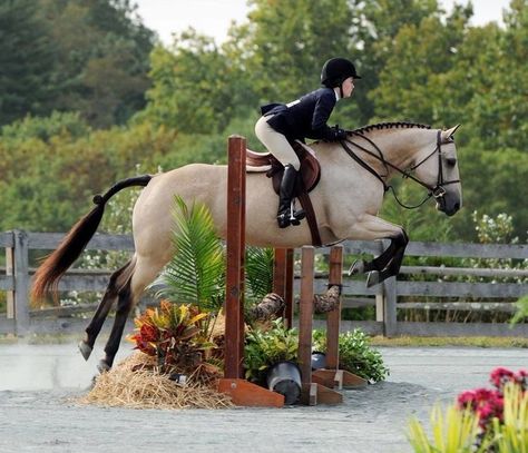 Buckskin Horse Jumping, Oxer Jump, Horse Warmblood, Horse English, Hunter Jumper Horses, Buckskin Horse, Jumping Horse, Show Jumping Horses, Tapeta Harry Potter