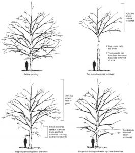 Proper Pruning Techinques For Your Trees | A Plus Tree Arborist Climbing Trees, Arborist Climbing, Texas Trees, Grafting Plants, Nursery Canopy, Backyard Plan, Berry Bushes, Tree Pruning, Tree Tree