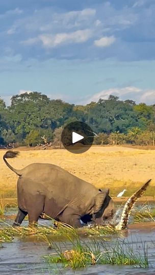 Elephants Photos, Still Alive, An Elephant, A Video, Elephant, Animals, Furniture, Quick Saves