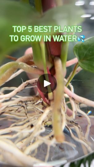 Plants To Grow In Water, Hydro Plant, Balcony Plants, Plants To Grow, Pooja Room Design, Best Plants, Plant Therapy, Pooja Room, Hydroponic Gardening