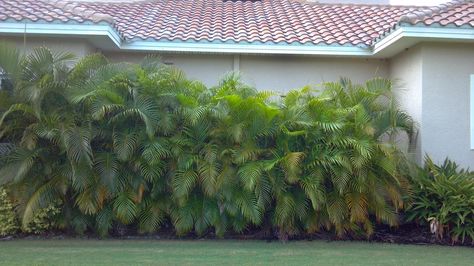 A Quality Plant: Areca Palm used as a screen / Wholesale Areca Palms Florida Plants Landscaping, Landscaping Entrance, Diy Backyard Fence, Potted Palms, Florida Landscaping, Privacy Landscaping, Areca Palm, Deck Designs Backyard, Garden Whimsy