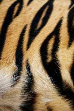 Animal print Tiger Fur, Afrique Art, Tiger Skin, 패턴 배경화면, Animal Prints Pattern, Art Texture, Tiger Stripes, Animal Skin, Tiger Print