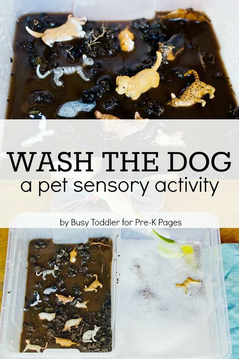 Pet Sensory Activity: Wash the Dog. A fun, hands-on learning activity for your preschool kids! Learn about caring for pets during a pet theme at home or in the classroom. - Pre-K Pages Uppfostra Barn, Pet Theme, Pets Preschool Theme, Pre K Pages, Sensory Activity, Toddler Sensory, Sensory Table, Aktivitas Montessori, Toddler Snacks