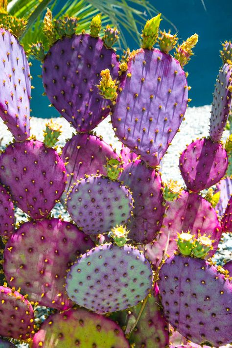 Kaktus Dan Sukulen, نباتات منزلية, Green Cactus, Cactus Art, Cactus Flowers, Cactus Y Suculentas, Cactus Garden, Prickly Pear, Cactus Flower