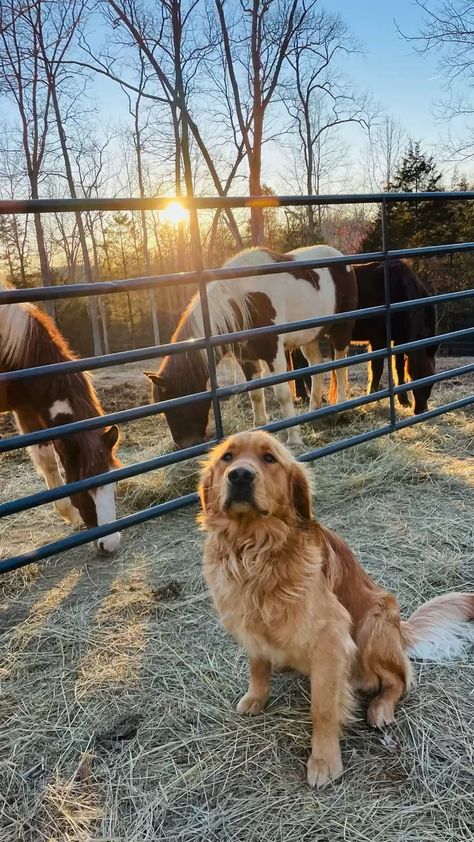 Horse And Golden Retriever, Ranch Dogs Aesthetic, Golden Retriever Farm Dog, Farm Golden Retriever, Golden Retriever On Farm, Dogs On Farm, Country Golden Retriever, Cute Farm Dogs, Farm Dog Aesthetic