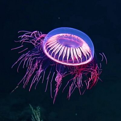 Jellyfish Reference, Jelly Fishes, Ocean Monsters, Bamboo Bicycle, Diy Jellyfish, Baja California Mexico, Jellyfish Art, Calendar Of Events, Digital Fabrication