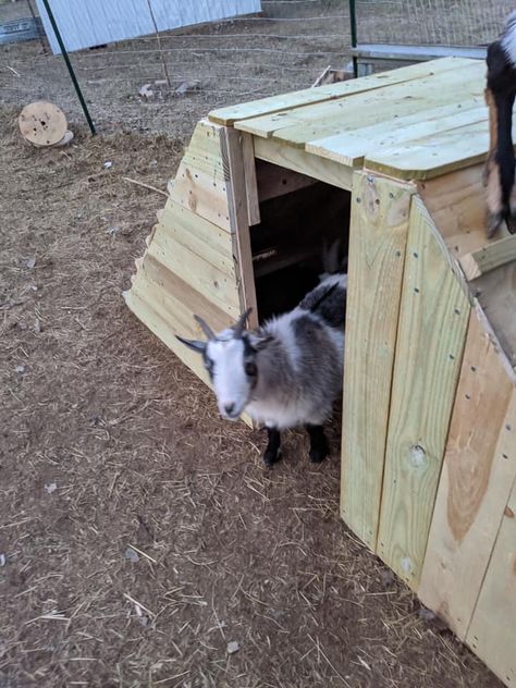 Small Goat House, Small Goat Shelter, Goat Farm Aesthetic, Small Goat Barn, Goat House Ideas, Goat Feeder, Goat Playground, Goat Shed, Livestock Shelter