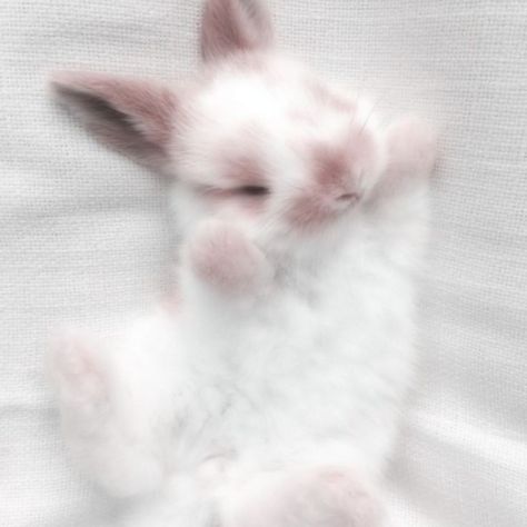 Rabbit Wallpaper, Cute Bunny Pictures, Bunny Wallpaper, Image Chat, Bunny Pictures, Pet Bunny, Super Cute Animals, Pretty Animals