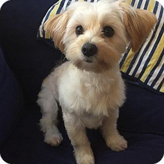 Havanese/Yorkie, Yorkshire Terrier Mix Dog for adoption in East Hartford, Connecticut - Phoebe Morkie Haircut, Yorkie Cut, Morkie Haircuts, Maltipoo Haircuts, Morkie Puppy, Chihuahua Terrier Mix, Puppy Haircut, Yorkie Haircuts, Rat Terrier Mix