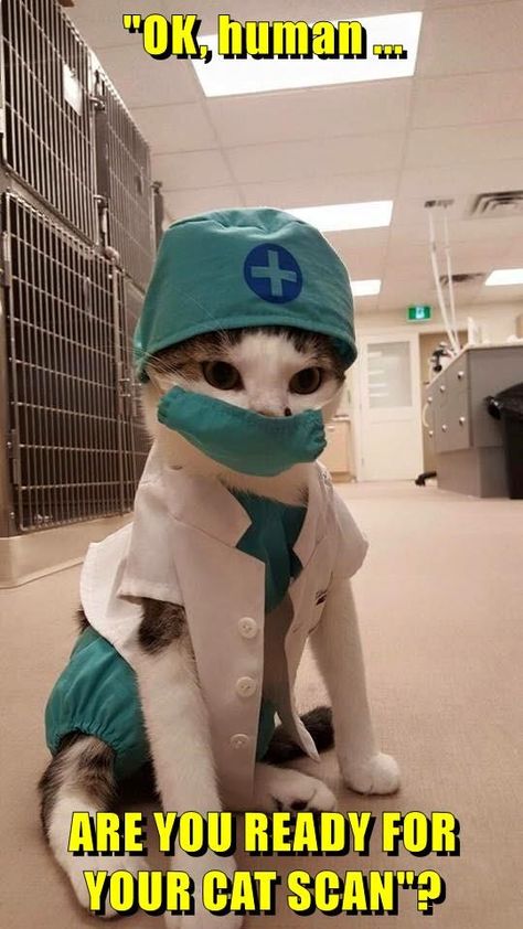 "OK, human ...  ARE YOU READY FOR YOUR CAT SCAN"? Doctor Cat, Image Chat, Haiwan Peliharaan, Funny Cat Memes, Cat Costumes, Indoor Cat, Alam Semula Jadi, Drawing Tutorials, Silly Cats