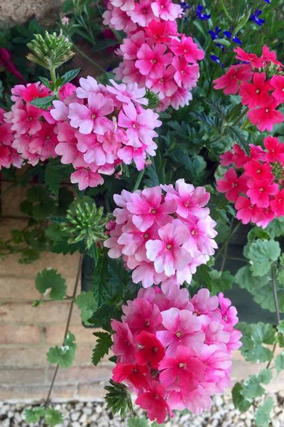 3 Great Trailing Plants For Hanging Baskets, Containers & Potted Plants! Ways To Hang Plants Indoors, Garden Hanging Plants, Hang Plants, Potted Plants Patio, Hanging Plants Outdoor, Hanging Plants Diy, Trailing Flowers, Plants Diy, Porch Flowers