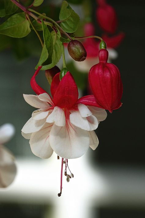 Trailing Fuschia, Hanging Fuschia, Fusia Flower, Fuschia Flower, Fuschia Flowers, Weird Flowers, Small Red Flowers, White And Red Flowers, Fuchsia Plant