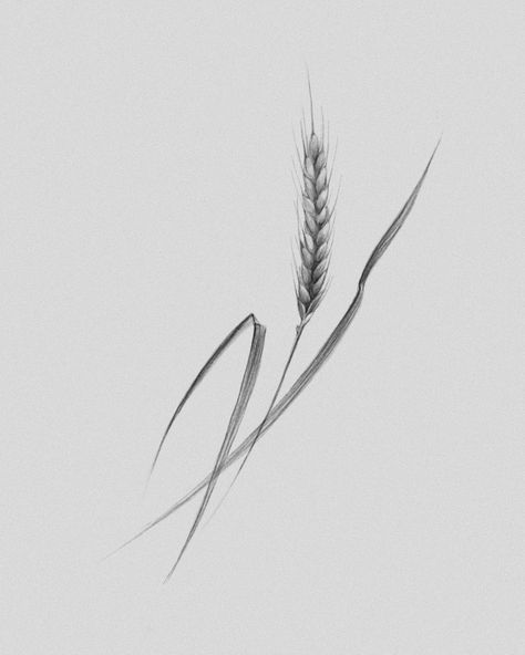 Small Wheat Tattoo, Hay Tattoo Ideas, Gluten Tattoo, Field Headshots, Wheat Tattoos For Women, Mesopotamian Women, Tattoo Wheat, Farmer Tattoo Ideas, Barley Tattoo