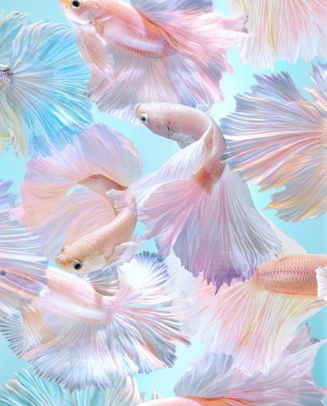 #fish #pastel #nature Fish Aesthetic, Fish Background, Different Fish, Pink Fish, Mermaid Aesthetic, Fish Wallpaper, Pink Mermaid, Pet Fish, Fishing Decor