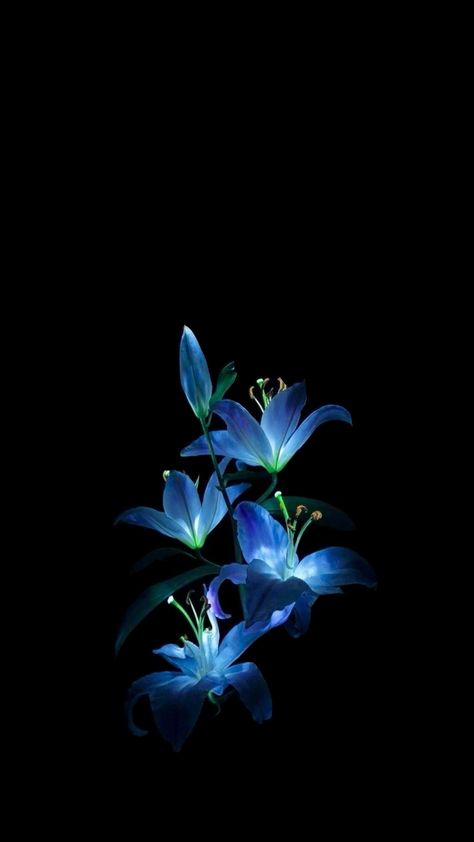 Lillies Flowers Wallpapers, Glowing Blue Flower, Cute Wallpapers Dark Colors, Navy Blue Flower Wallpaper, Iphone 16 Blue Wallpaper, Cute Blue Flower Wallpaper, Blue Hibiscus Flower Wallpaper, Aesthetic Flowers Pfp, Black Background Flowers Wallpapers