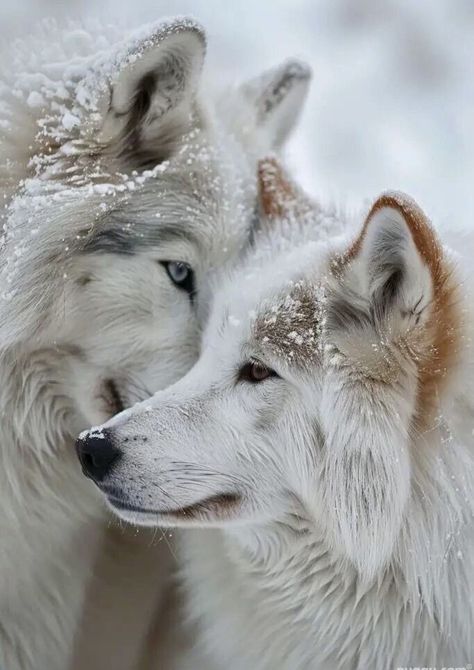 Snow Wolf Aesthetic, Husky Aesthetic, Wolf Aesthetic, Wolf Clothing, Snow Wolf, Wild Animals Photography, Wolf Images, Wolf Photos, Wolf Jewelry