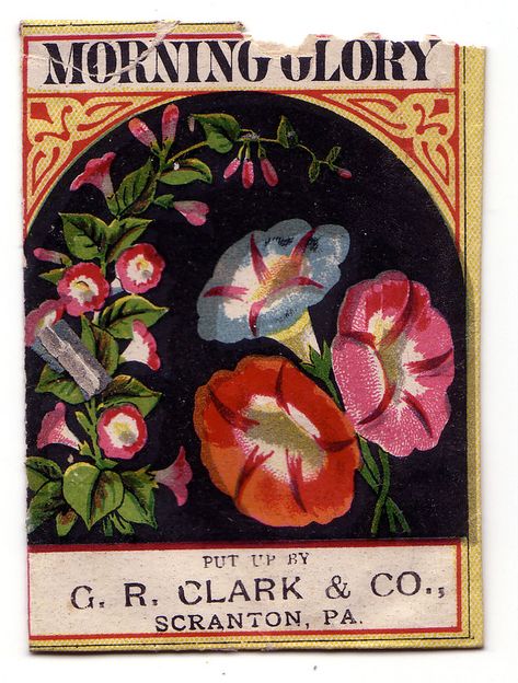 Vintage Flower Seed Packets, Seed Packet Illustration, Public Domain Images Vintage, Vintage Seed Packet, Plant Illustrations, Recycling Crafts, Vintage Seed Packets, Flower Seeds Packets, Scranton Pa