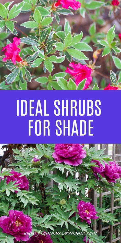 Shade Loving Shrubs: The Best Bushes To Plant Under Trees | Garden Plants Shade Bushes, Perennial Garden Design, Shade Loving Shrubs, Plants Under Trees, Shade Shrubs, Shade Garden Plants, Full Sun Plants, Perennial Shrubs, Covered Garden