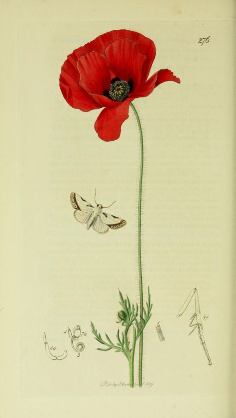 Acontia catena or Acontia nitidula (Brixton Beauty Moth) with a Field Poppy from British Entomology by John Curtis ( 1840’s). http://www.biodiversitylibrary.org/ Wikimedia. Botanisk Illustration, Poppies Tattoo, Poppy Art, Illustration Botanique, Vintage Botanical Prints, Botanical Painting, Scientific Illustration, Vintage Diy, Botanical Drawings