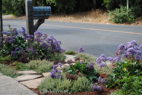 Designing a Hellstrip - Harmony in the Garden Verge Garden, Sidewalk Garden, Sidewalk Landscaping, Purple Flowering Plants, Curb Appeal Landscape, Mailbox Landscaping, Front Yards Curb Appeal, Ground Covers, Pretty Garden