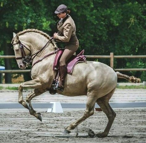 Lusitano Dressage, Working Equitation, Horses Breeds, Lusitano Horse, Happy Horse, Tapeta Harry Potter, Horse Anatomy, Horse Inspiration, Horse Dressage