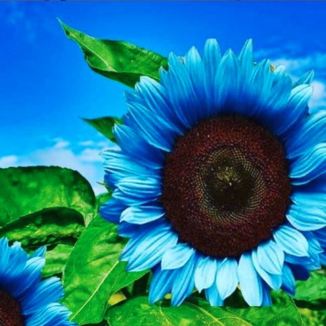 So gorgeous! Growing Seedlings, Blue Sunflower, Planting Sunflowers, Midnight Oil, Natural Fence, Pink Sunflowers, Edible Seeds, Sunflower Garden, Cold Frame