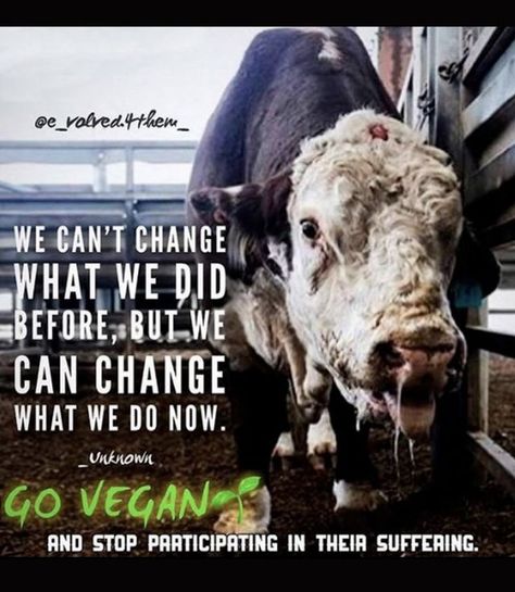 Cruel People, Animal Activism, Animal Agriculture, Animal Activist, Vegan Quotes, Stop Animal Cruelty, Animal Advocacy, Vegan Animals, Animal Facts