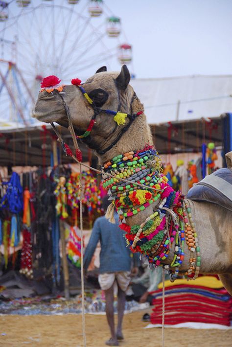 Pushkar Camel Fair  Pushkar with its history as one of the 5 major holy cities in India, the town becomes an amazing beehive of events over the full moon pe1iod. Pushkar Camel Fair is one of India’s most highly-rated travel experiences, a spectacle on an epic scale, attracting more than 11,000 camels, horses and cattle. Dahej Pratha Image, Pushkar Mela, Pushkar Fair, Fair Photography, Visit India, Epic Story, The Full Moon, Creative Ads, Mens Glasses