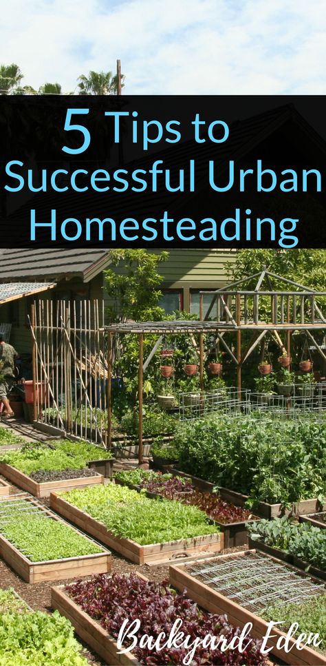 5 Tips to Successful Urban Homesteading | 5 Tips you need to know for Urban Homesteading | Urban Homesteading | Urban Homesteading Tips | Backyard-Eden.com Urban Homesteading Backyard Small Spaces, Homesteading Urban, Urban Sustainability, Mini Homestead, Homesteading For Beginners, Homestead Layout, Homesteading Tips, Urban Homestead, Backyard Farm