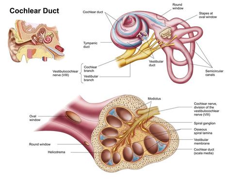 Human Ear Anatomy, Ear Anatomy, Vestibular System, Human Tissue, Outer Ear, Middle Ear, Sensory System, Human Ear, Human Body Parts