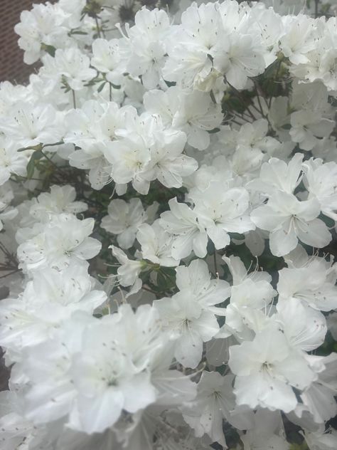 White Azalea, Nature Wallpaper, Pretty Flowers, Beautiful Artwork, Plants, Flowers, White, Kawaii, Nature