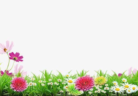 Grass Images, Grass With Flowers, Grass Png, Grass Flowers, Nature Photography Trees, Flower Background Images, Grass Background, Photoshop Backgrounds Free, Blurred Background Photography