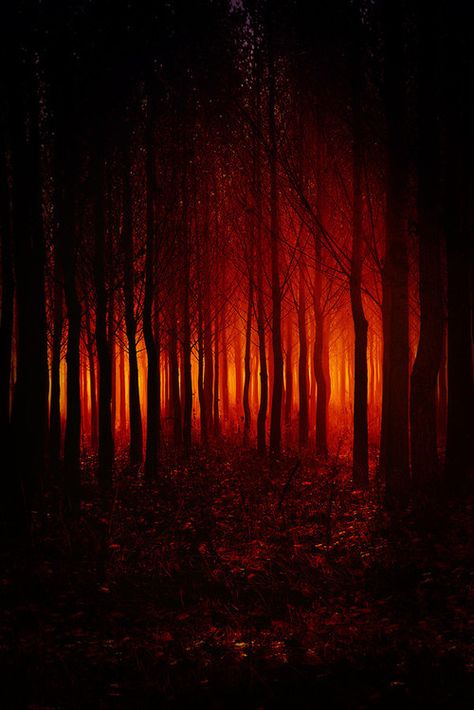 Evil forest red evil woods halloween halloween pictures happy halloween halloween ideas Photo Halloween, Red Forest, Forest Pictures, Orange Aesthetic, Halloween Pictures, Dark Forest, Dark Art, Mother Nature, Beautiful Nature