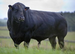 Based on Brahman and Angus cattle, the Brangus was first developed in the Usa Brangus cattle are black or red, polled, with a sleek coat and pigmented skin. Their ears are medium to large and the skin is loose, with neck folds. The rump is slightly rounded, and the bulls have a moderate hump. Brangus Cattle, Gado Leiteiro, Angus Bull, Pigmented Skin, Breeds Of Cows, Angus Cattle, Aberdeen Angus, Beef Cow, Show Cattle