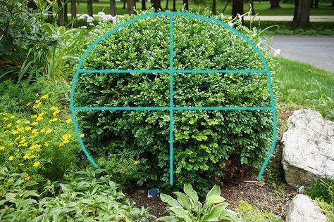 How To Trim Bushes, Boxwood Landscaping, Box Wood Shrub, Boxwood Garden, Topiary Garden, Formal Gardens, Front Yard Landscaping Design, Garden Tips, Garden Structures