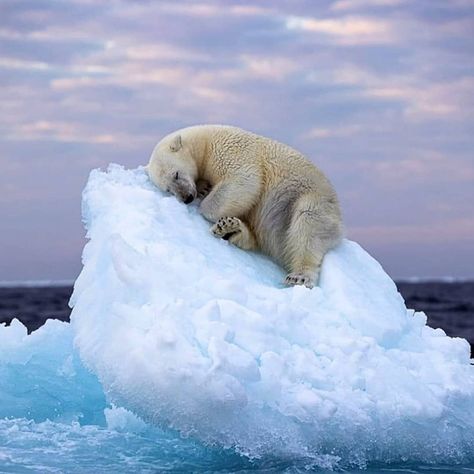 Travel Earth on Instagram: “Nap time! #aroundtheworldpix Photography by: Nima Sarikhani via @animalmedley” Polar Bear Images, Urs Polar, Happy Turtle, Turtle Pond, Sea Ice, Wildlife Photographer, Photo Awards, Photography Competitions, Tromso