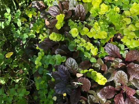 Details Make the Garden - FineGardening Gardening Magazine, Fine Gardening Magazine, Big Leaf Hydrangea, Southern Mississippi, Hibiscus Rosa Sinensis, Creeping Jenny, About Plants, Gardening Techniques, Fine Gardening