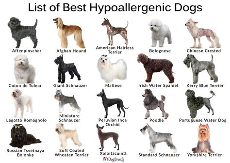 Breeds that are more compatible with people prone to allergies come under the category of hypoallergenic dogs. Though individual studies have shown that no dog can be completely hypoallergenic. However, breeds classified under this group generally have a non-shedding coat that produces less amount of dander, thus being a better option for allergy sufferers. Some of the Best Hypoallergenic Dog Breeds List 1 Afghan Hound 2 Bichon Frise 3 Chinese Crested 4 Maltese 5 Poodle 6 Portuguese Water Big Hypoallergenic Dogs, High Energy Dog Breeds, Types Of Terriers Dog Breeds, Giant Poodle Dog, Old Money Dog Breeds, Hyper Allergenic Dogs Breeds, No Shed Dog Breeds, Dog Symbolism, Non Shedding Dog Breeds