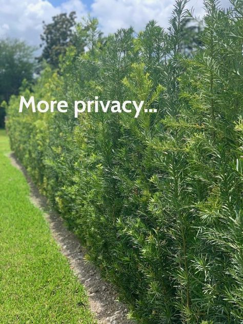 https://miami-plants.com/podocarpus-privacy-hedges/ Palm Tree Privacy Fence, Podocarpus Hedge Privacy Fences, Privacy Landscaping Southern California, Drought Tolerant Privacy Plants, Tall Plants For Front Of House, Narrow Privacy Hedge, Tropical Privacy Plants, Florida Privacy Landscaping, Podocarpus Landscaping